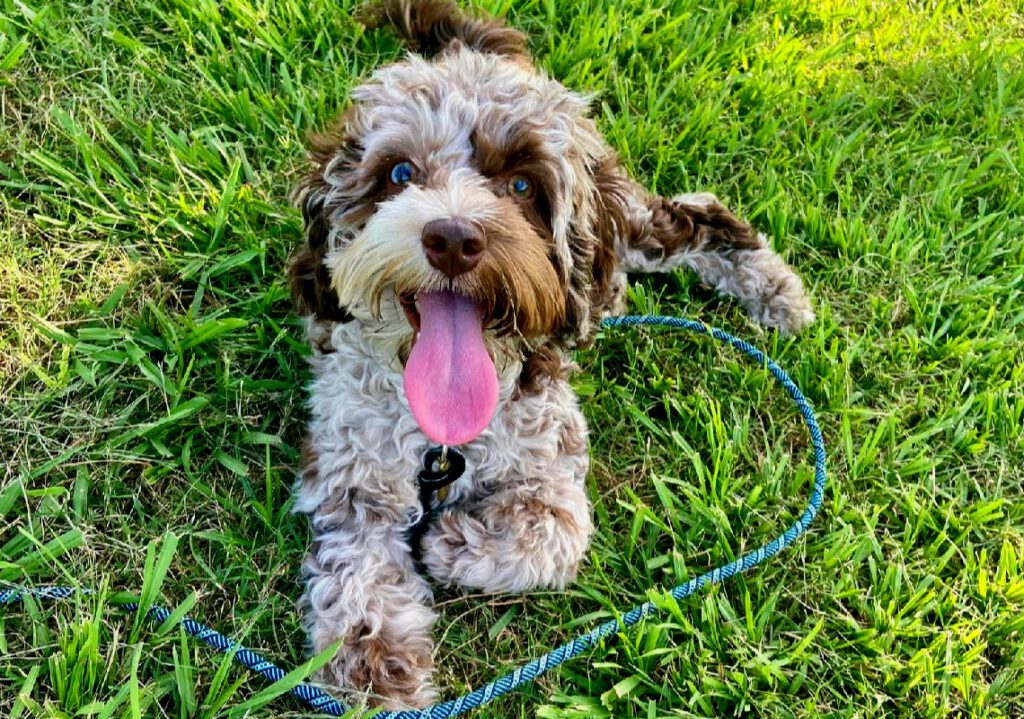 Australian Labradoodle Welpen