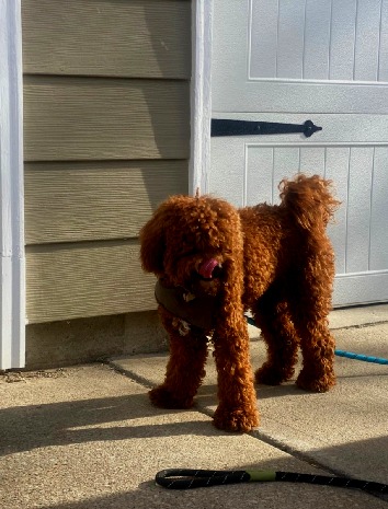 Australischer Labradoodle-Fleecemantel mit lockigem Fell