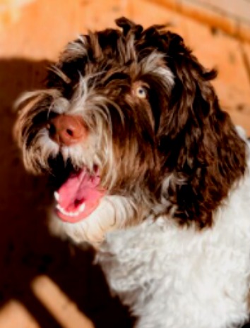 Australisches Labradoodle aus Schokolade