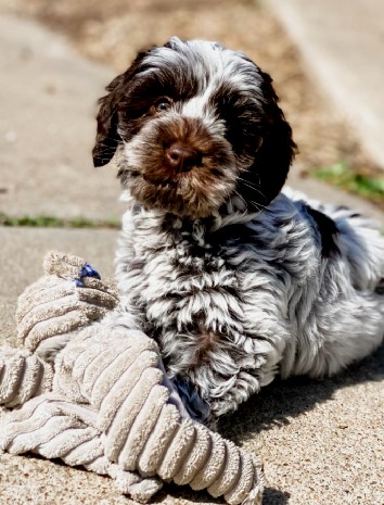 Australisches Labradoodle mit Schokoladenschimmel