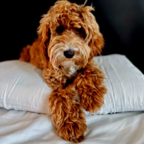 Australisches Labradoodle