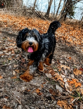 Blau Merle Phantom Australian Labradoodle