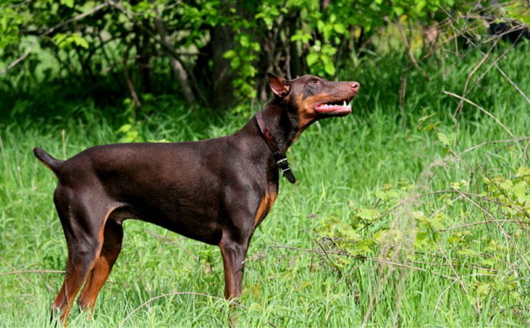 Dobermann Welpe kupiert