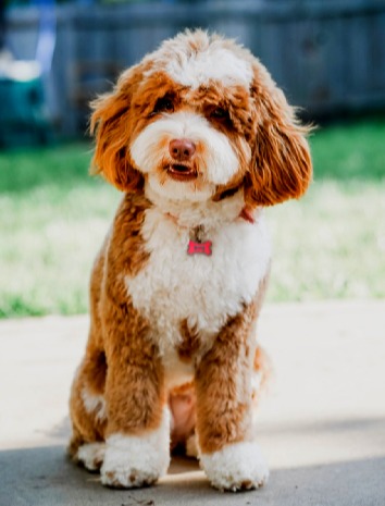 Karamell-Smoking Australisches Labradoodle