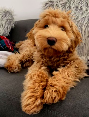 Karamellfarbener australischer Labradoodle