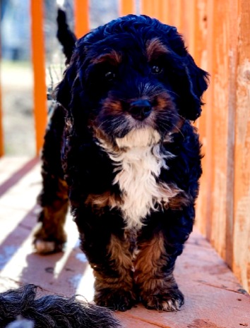 Phantom australisches Labradoodle